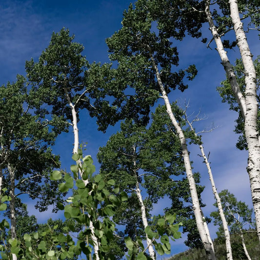 La forêt Pando et l'inspiration derrière PANDO & CO : Un engagement envers la nature et la durabilité - Pando & co