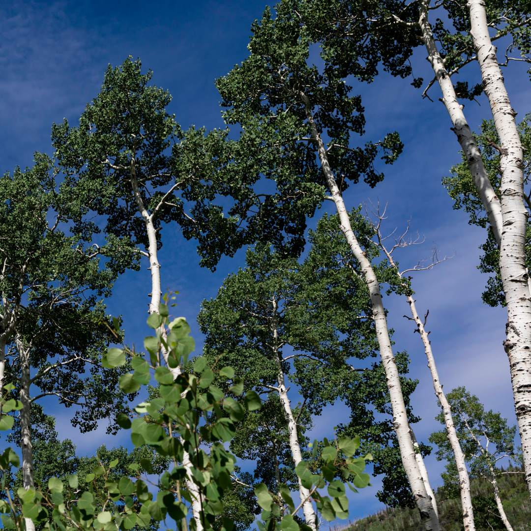 La forêt Pando et l'inspiration derrière PANDO & CO : Un engagement envers la nature et la durabilité