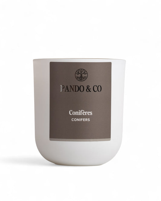 BOUGIE | CONIFÈRES - Pando & co